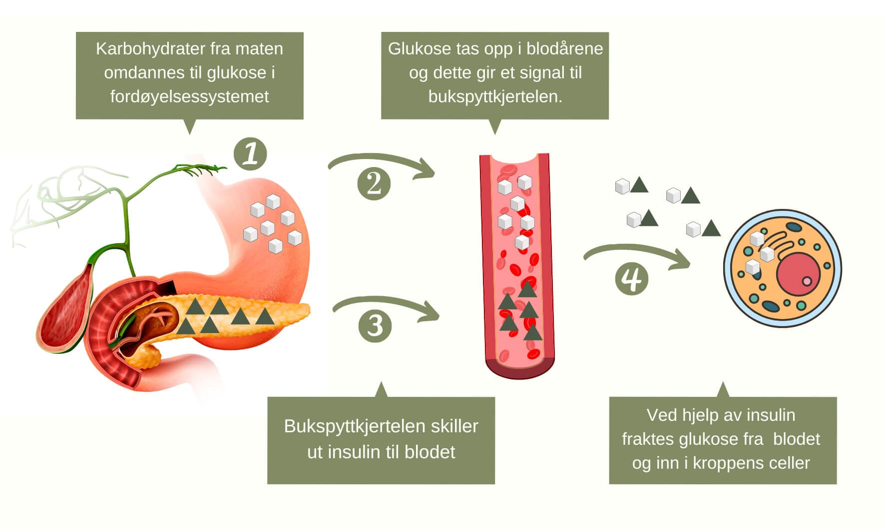 Hva er insulinresistens? Blodsjekk