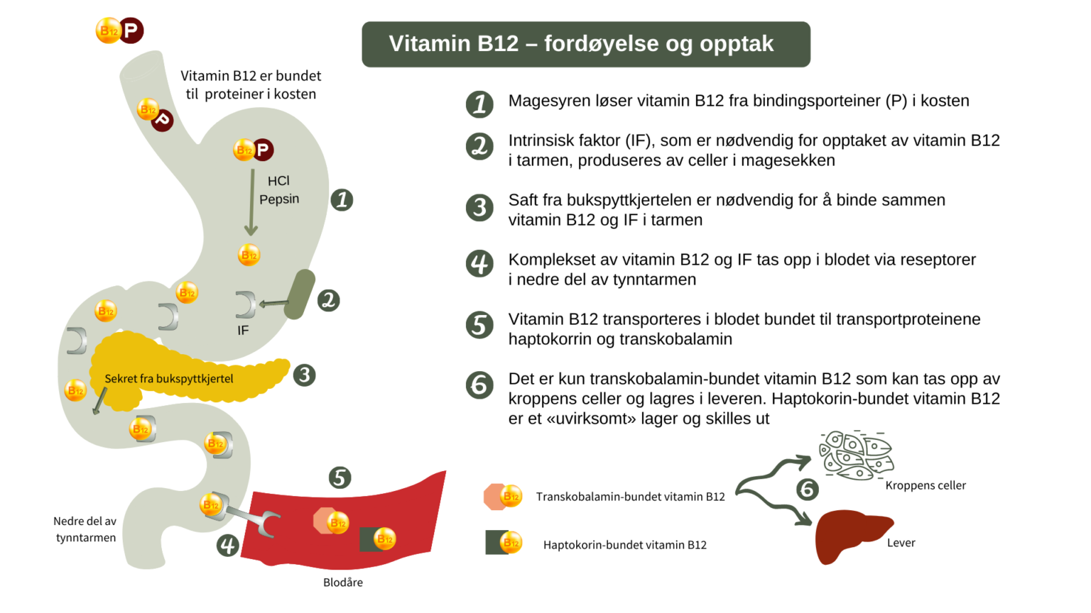 Vitamin B12-mangel - årsak, Symptomer Og Behandling - Blodsjekk