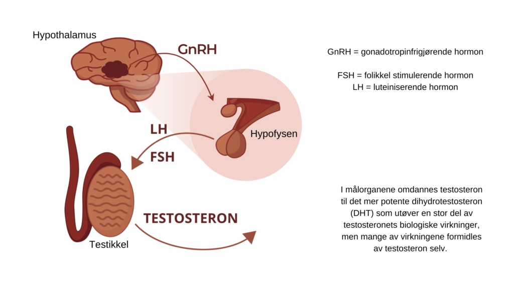Mesteparten av testosteronet produseres i testiklene og produksjonen er underlagt en streng regulering via hormoner fra hjernen.