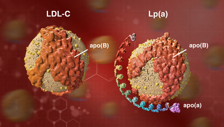 Lipoprotein (a) skiller seg fra LDL ved at den i tillegg til apolipoprotein B inneholder et ekstra apolipoprotein, Apo(a)