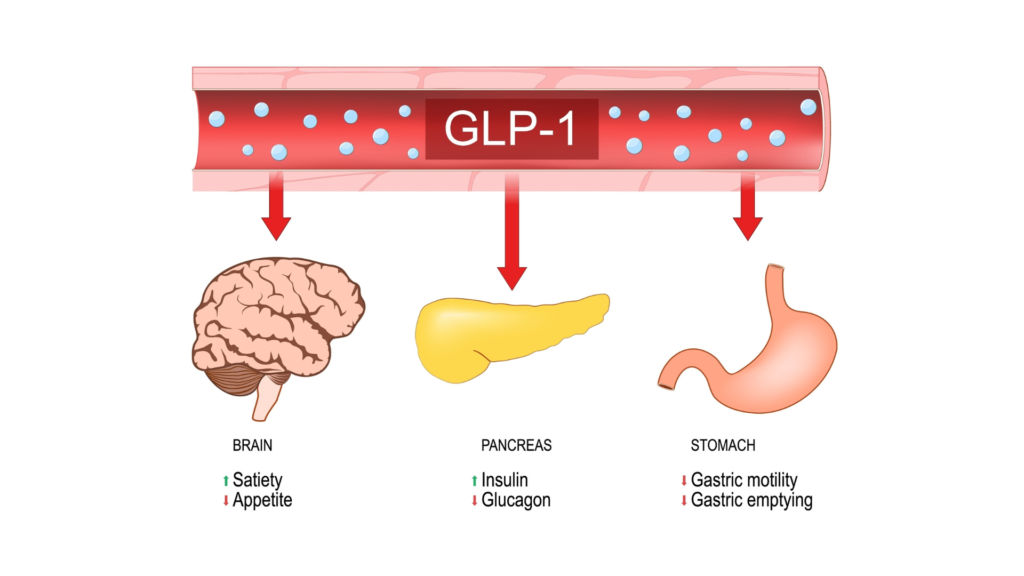 GLP-1 er et viktig tarmhormoner som påvirker kroppens energibalansen og appetittreguleringen.