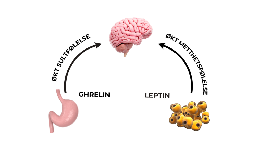 Hormonene ghrelin og leptin fungerer som motregulatorer i appetittreguleringen.