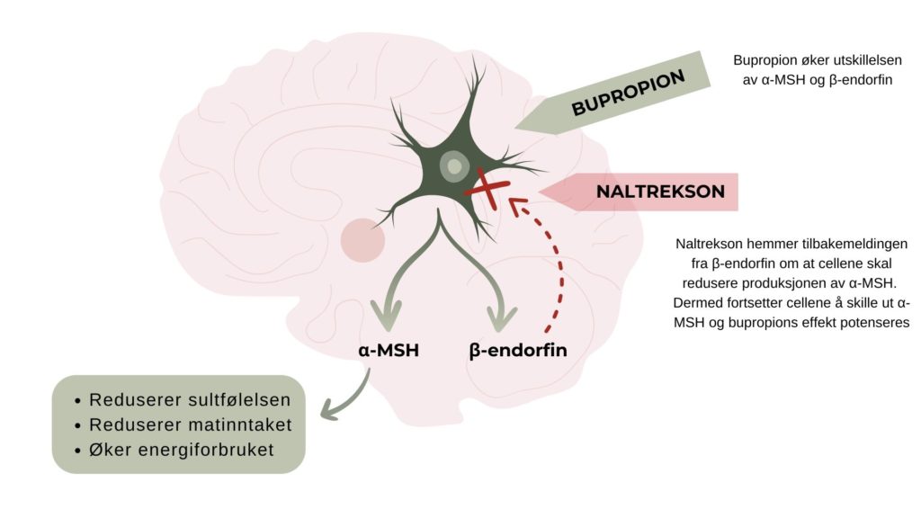Naltrekson/bupropion er to sunstanser som virke på forskjellige reseptorer i hjernen som regulerer appetitt og energiomsetningen.