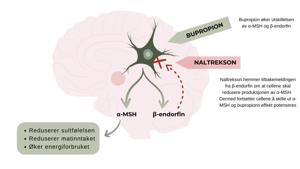 Naltrekson/bupropion er to sunstanser som virke på forskjellige reseptorer i hjernen som regulerer appetitt og energiomsetningen.